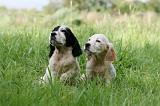 SETTER ANGLAIS 244